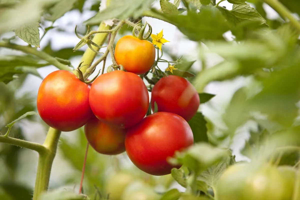 comment soigner les tomates pendant l ete conseils