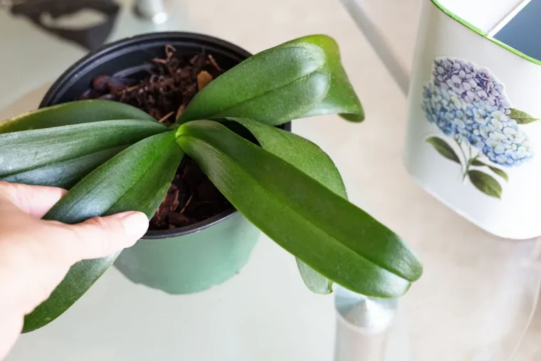 comment stimuler la croissance des orchidees engrais pour orchidee fait maison