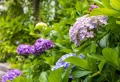 Comment booster la floraison de l’hortensia pour avoir un jardin de rêve cet été ?
