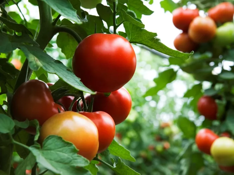 comment stimuler la production de tomates cet ete