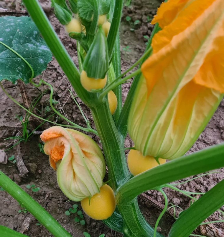 comment tailler les plants de courgettes fleurs oranges tiges vertes terre