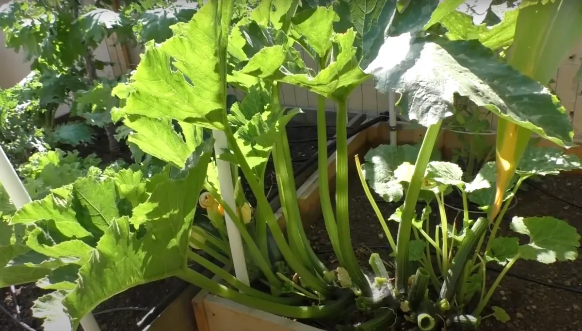 comment tailler une plante de courgette feuilles tiges feuillage dense lumiere soleil