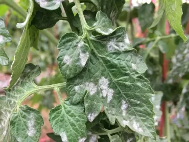 comment traiter le mildiou sur les tomates