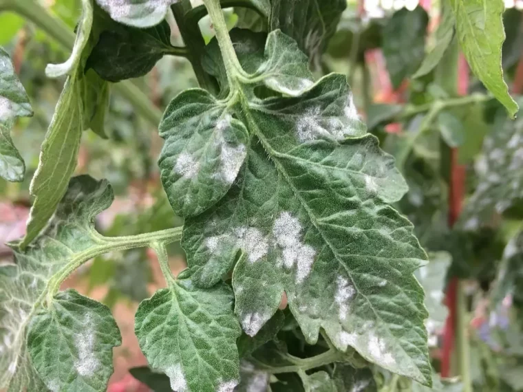 comment traiter le mildiou sur les tomates