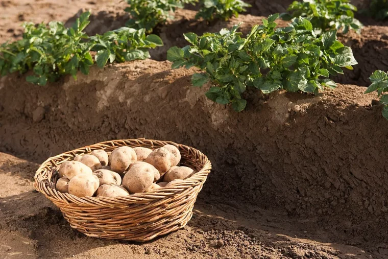 comment traiter les pommes de terre contre le mildiou couv