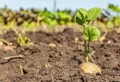 Comment traiter les pommes de terre contre le mildiou ?