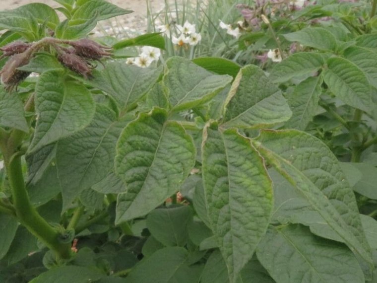 comment traiter les pommes de terre contre le mildiou feuilles