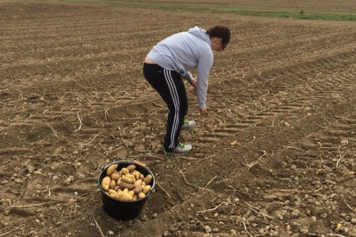 comment traiter les pommes de terre contre le mildiou fin