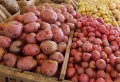 Comment traiter les pommes de terre contre le mildiou ?