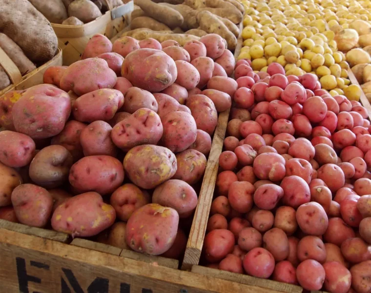 comment traiter les pommes de terre contre le mildiou variete