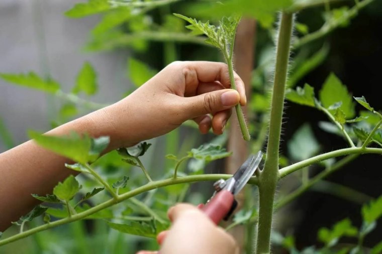 comment trouver et couper les gourmands sur les tomates