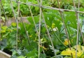 Comment tuteurer les courgettes pour maximiser votre récolte, dans quels cas le faire ?