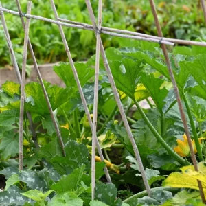Comment tuteurer les courgettes pour maximiser votre récolte, dans quels cas le faire ?
