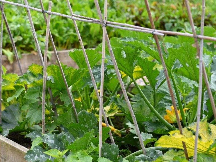 comment tutuer les courgettes dans le potager