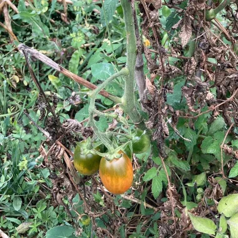 comment utiliser le purin d ortie contre le mildiou pieds de tomates