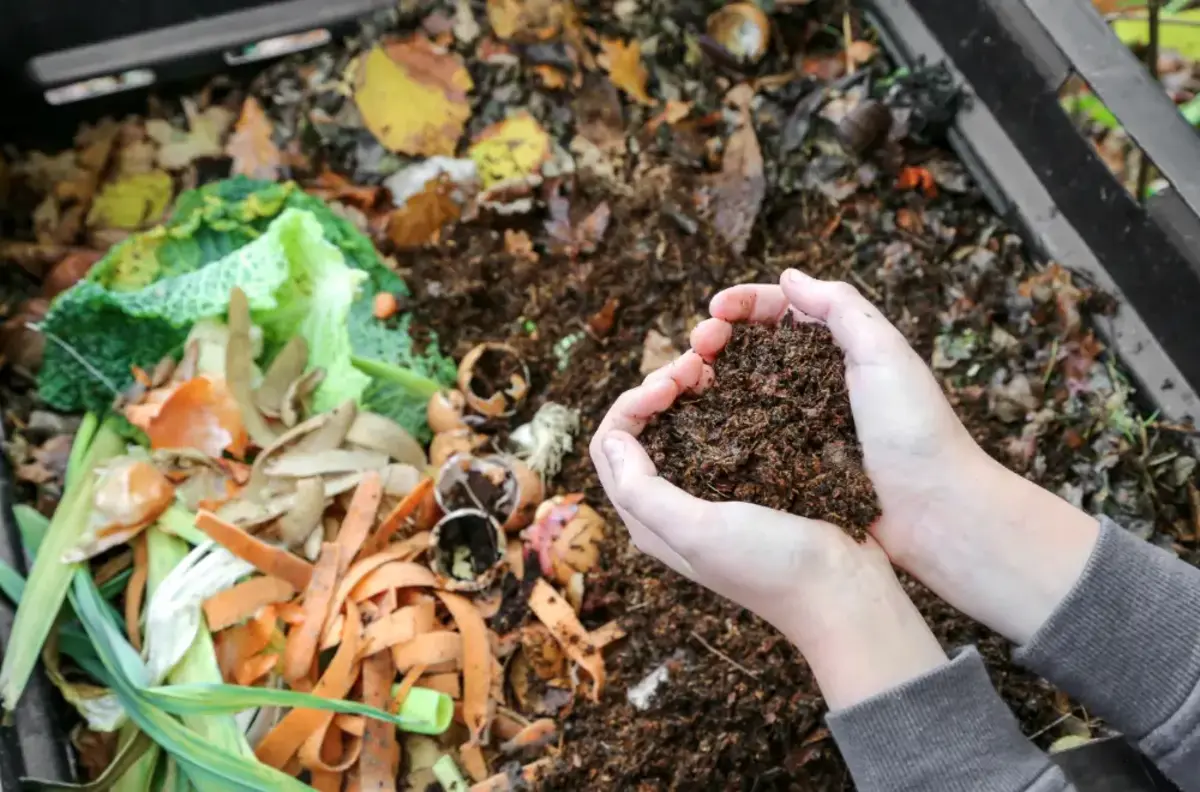 compost avec dechets organiques engrais ideal pour les gerniums