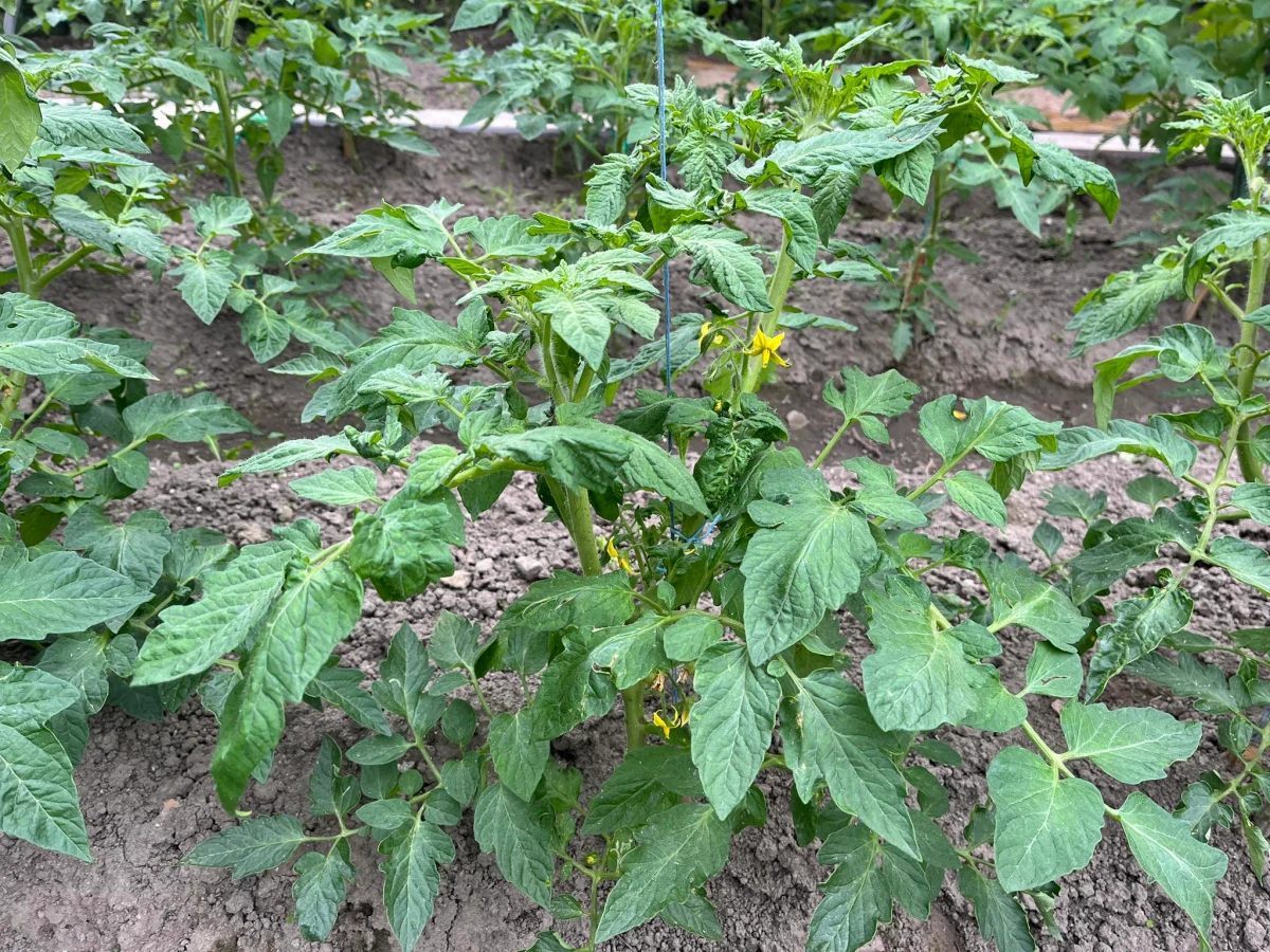 conseils plantation jeunes plants de tomates feuilles vertes