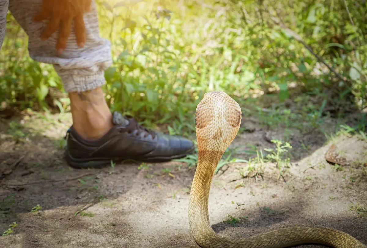 conseils pour bien reagir en cas de rencontre avec un serpent venimeux
