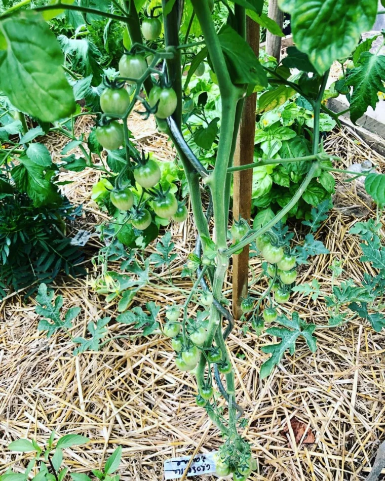 conseils pour cultiver des tomates sous serre