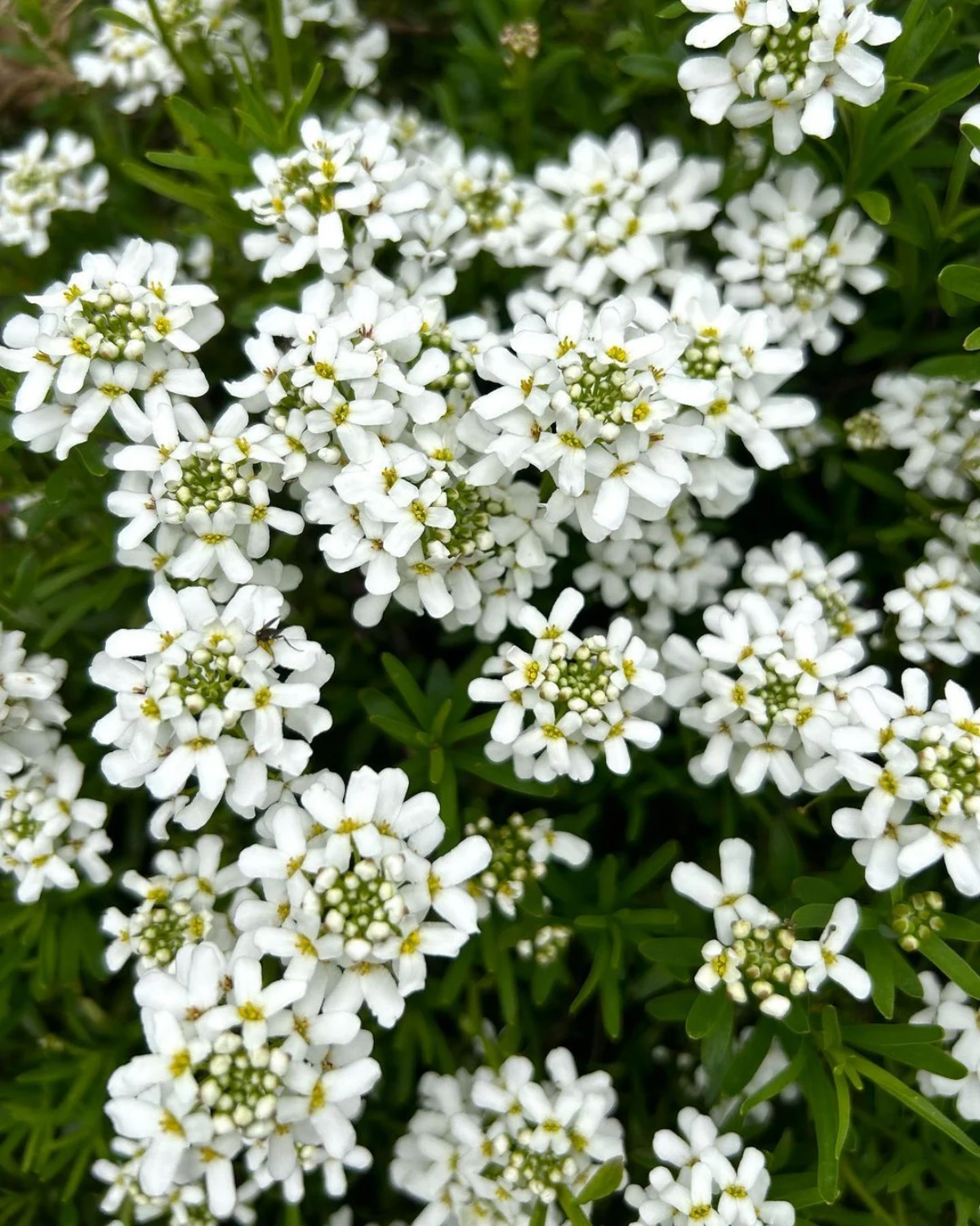 corbeilles d argent fleurs blanche couvre sol tapissante