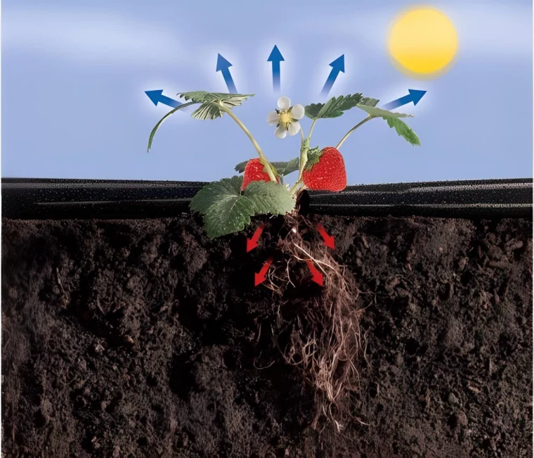 coupe schema sur le sol avec un film de paillage et un fraisier avec des fleches bleues et un soleil dessine en haut a droite