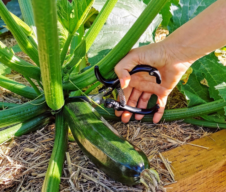 couper fruits courgettes plant tiges potager sureleve taille