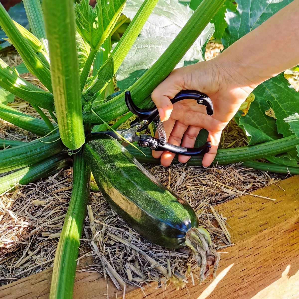 couper fruits courgettes plant tiges potager sureleve taille