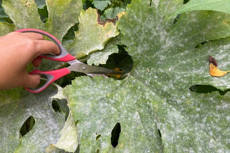 couper les feuilles de courgettes oidium ciseaux rouge main