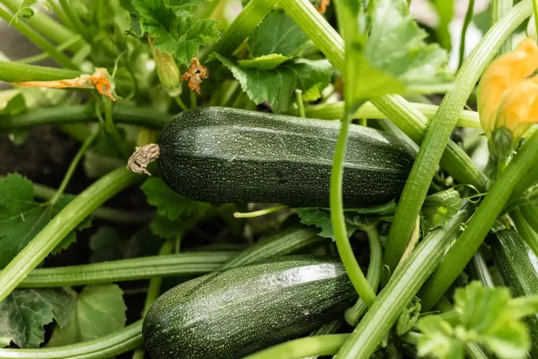 courgette poussant dans un jardin potager quand et comment les planter