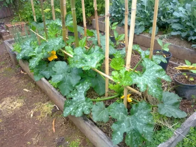 courgettes avec tuteurs dans un jardin potager quand et comment les tuteurer