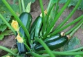 Comment tuteurer les courgettes pour maximiser votre récolte, dans quels cas le faire ?
