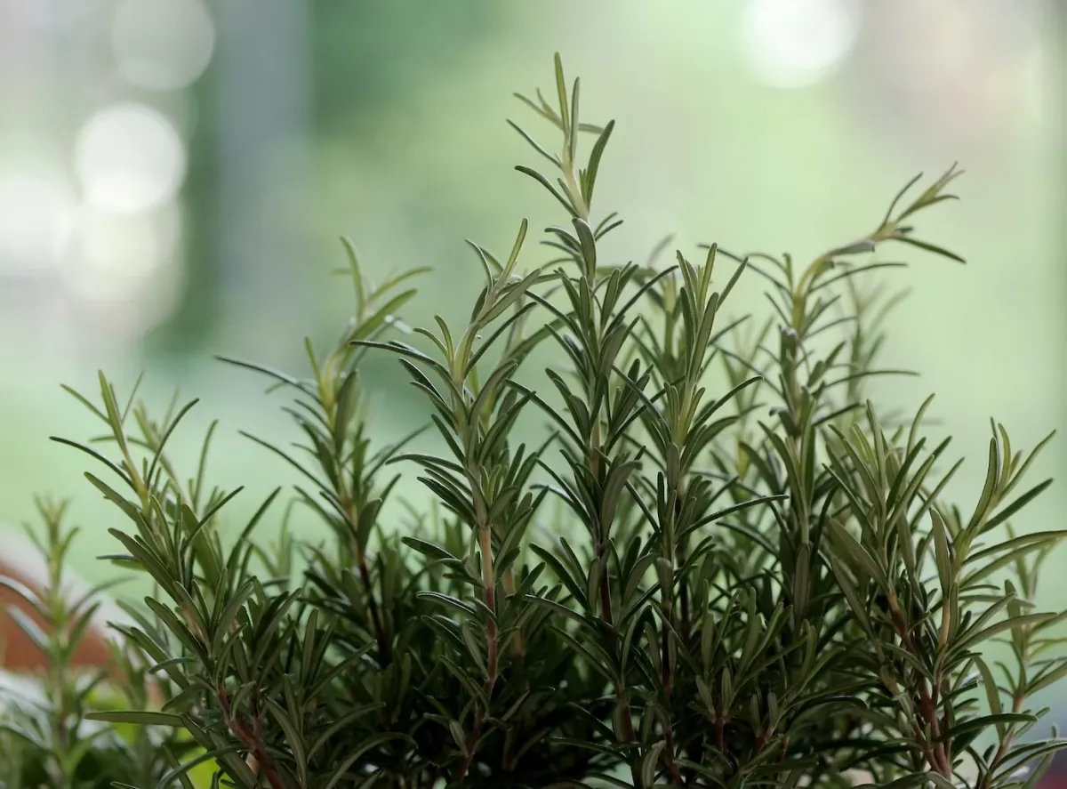 culture herbes aromatiques feuilles en forme de pines plante verte