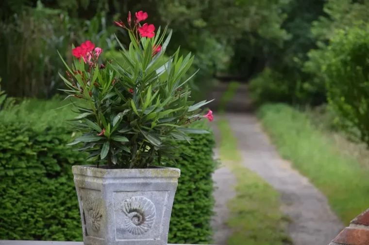 culture laurier rose en pot jardin entretien floraison plante arbuste buisson