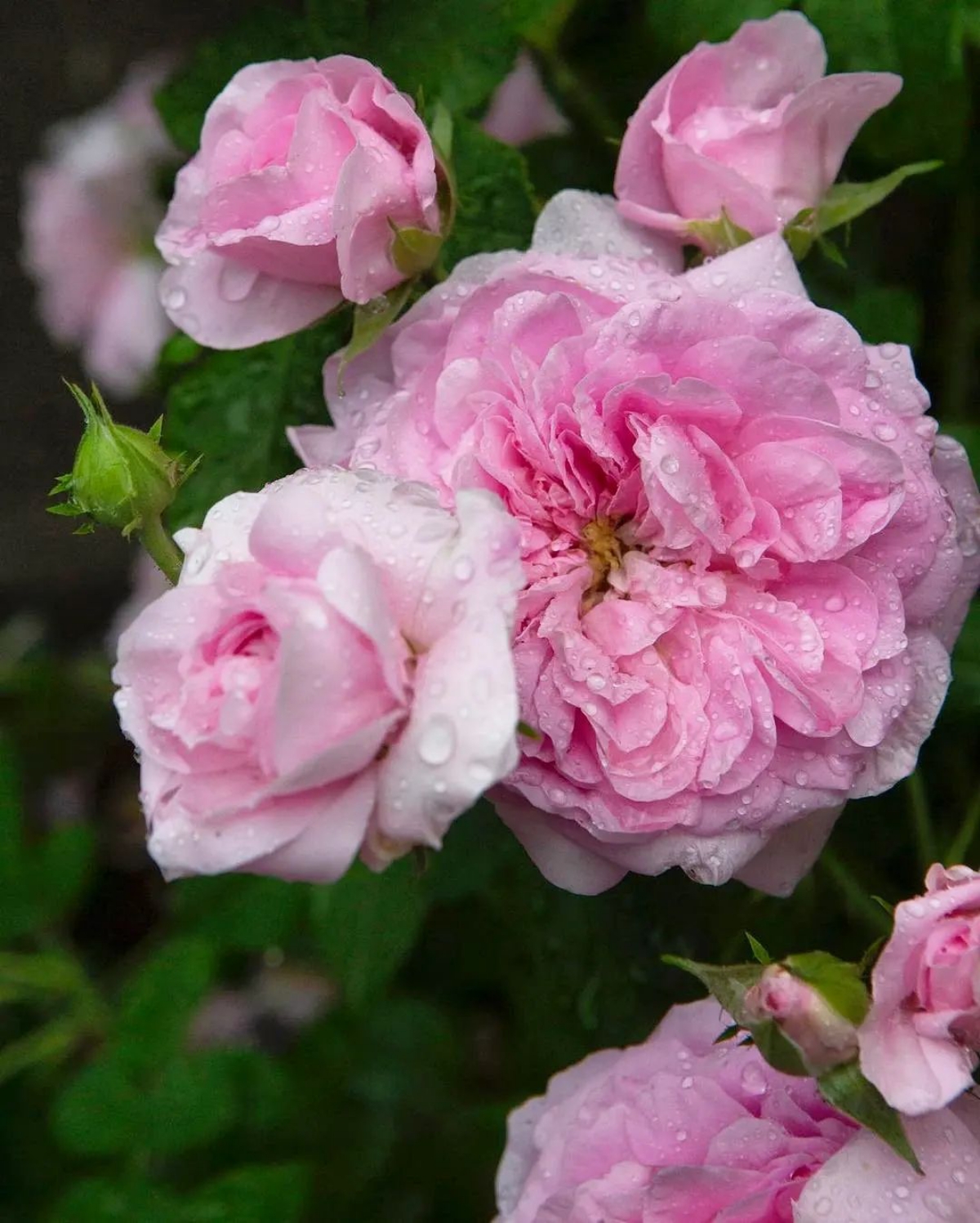 de belles roses rose sans maladies