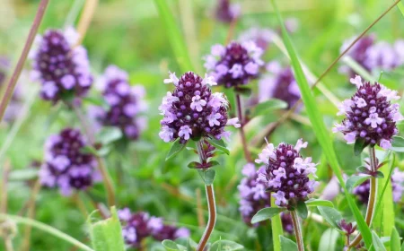 de thym arbustes sol cailloux fleurs violettes herbe verte