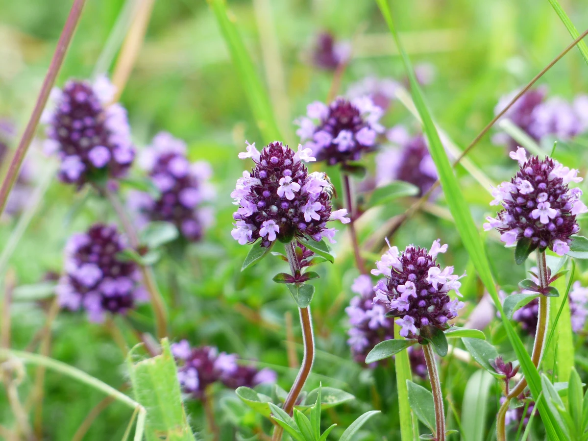 de thym arbustes sol cailloux fleurs violettes herbe verte