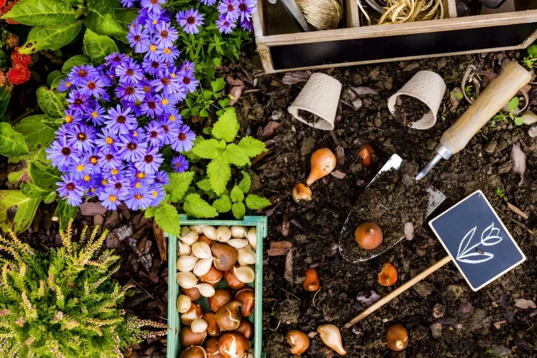 des bulbes de fleurs de deux especes dans u e cagette verte a planter a cote des plantes fleuries violettes