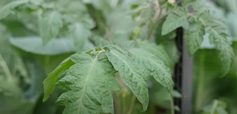 des feuilles vertes des plants de tomates