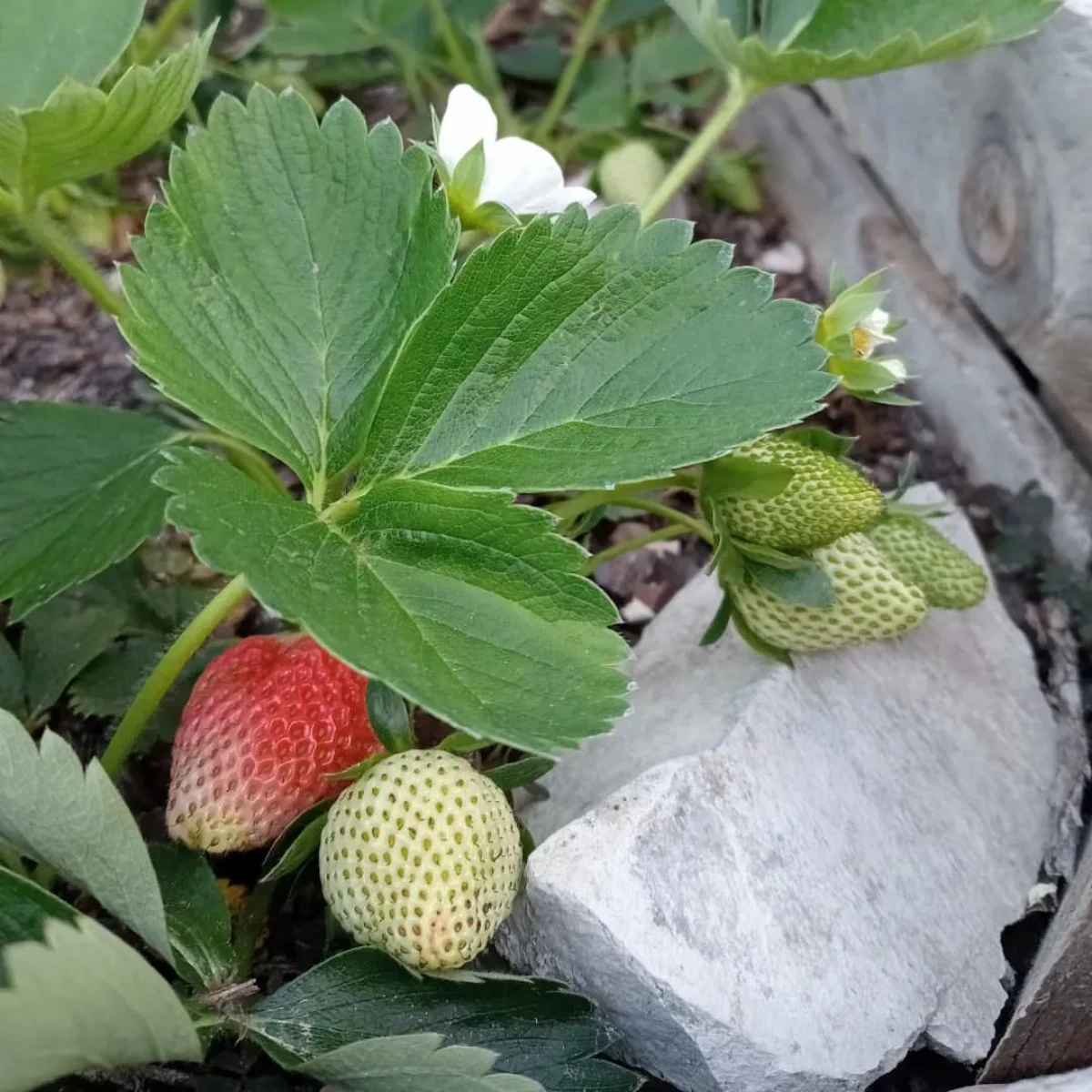 des fraisiers a cote d une pierre