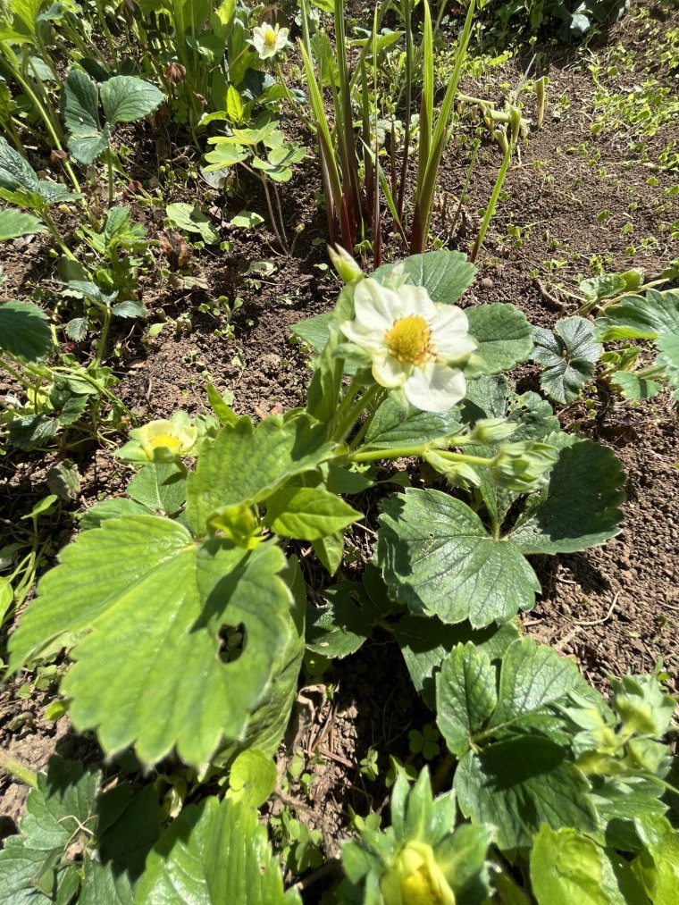 des fraisiers avec des fleurs terre