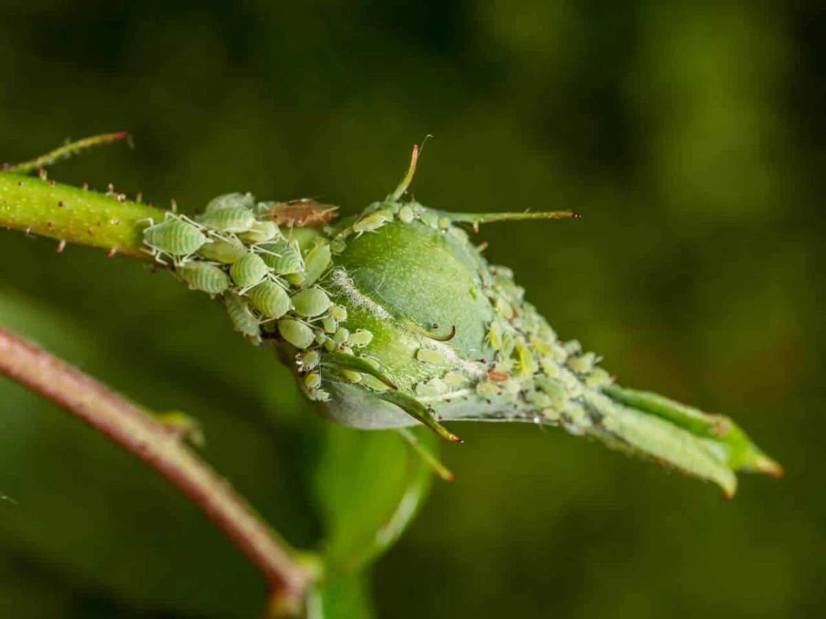 des parasites vertes sur un bourgeon