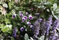 12 plantes vivaces couvre sol à feuillage persistant et sans entretien ! Un jardin haut en couleur toute l’année