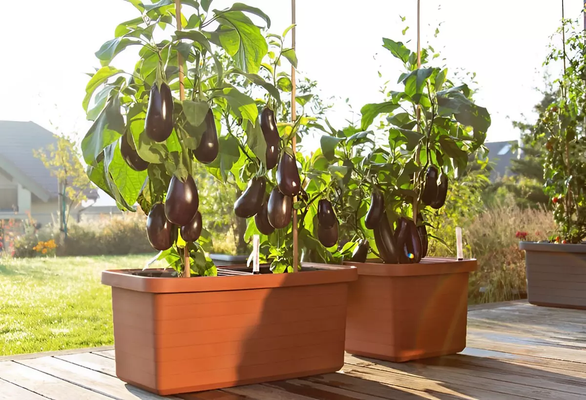 des plants d aubergines tuteures en conteneurs sous le soleil sur une terrasse en bois