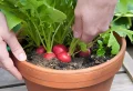 Comment faire un potager en pot : le guide complet pour réussir à produire ses propres fruits et légumes