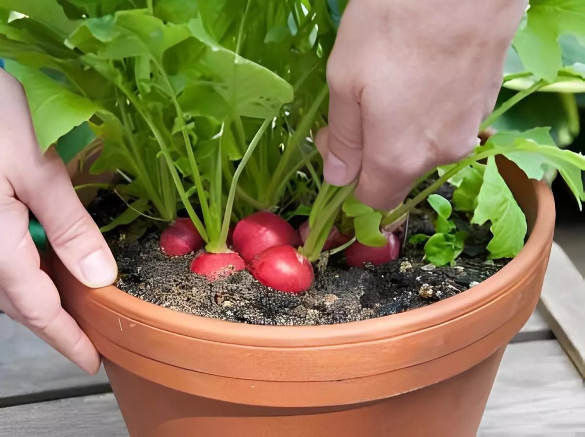 des radis dans un pot avec une main tenant le pot et l autre cueillant un radis dans le pot