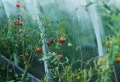 Quand planter les tomates sous serre ? Les méthodes infaillibles pour une récolte rapide et exceptionnelle !