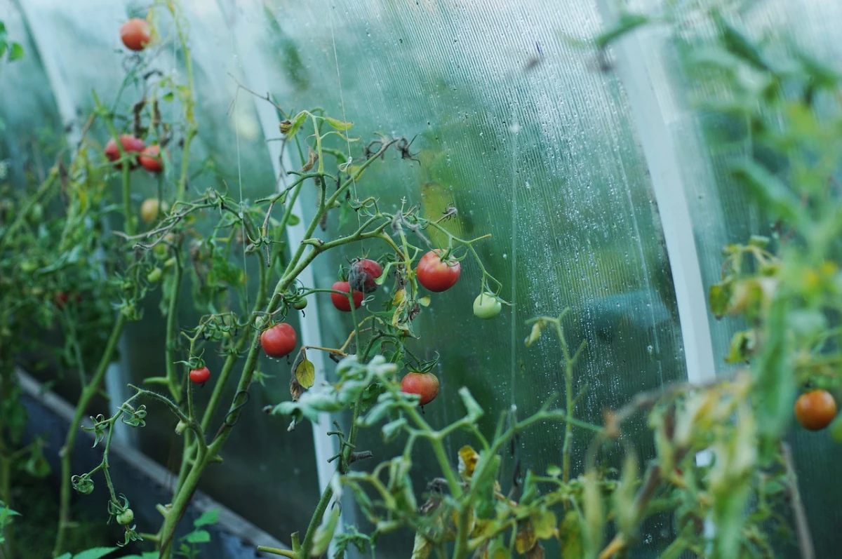 des tomates rouges malades sous serre