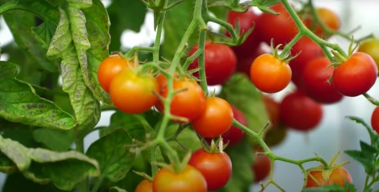 des tomates rouges sous serre