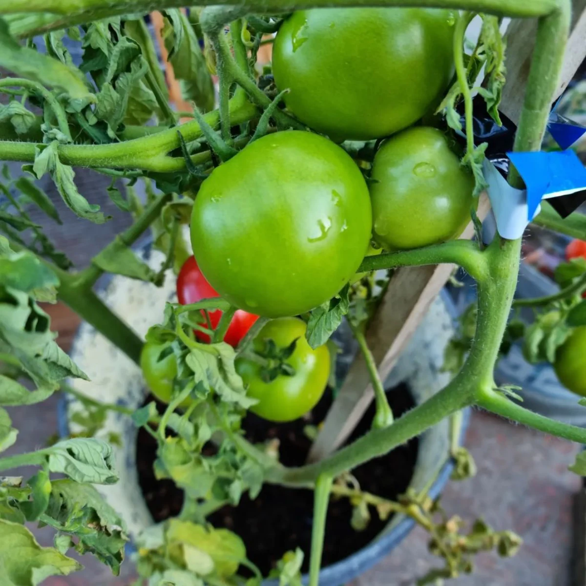 des tomates vertes sur un pied