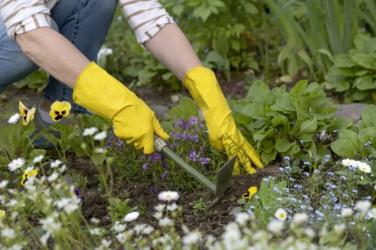 désherber son jardin sans pesticides gants jaunes arrachent desmauvaises herbes